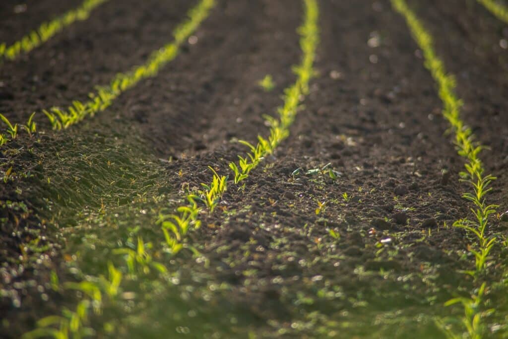 terres agricoles abandonnées